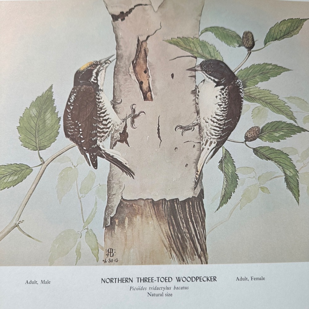 Rex Brasher Northern Woodpecker Bird Vtg Original Book Plate Wall Art Decor